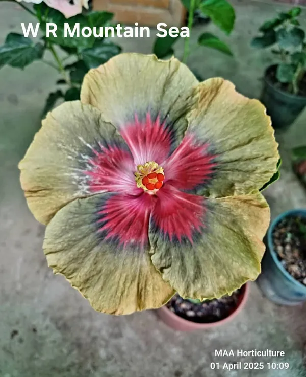 W_R_Mountain_Sea_Hibiscus_Plant_-_Rare_Multicolor_Variety_with_Yellow_and_Pink_Blooms