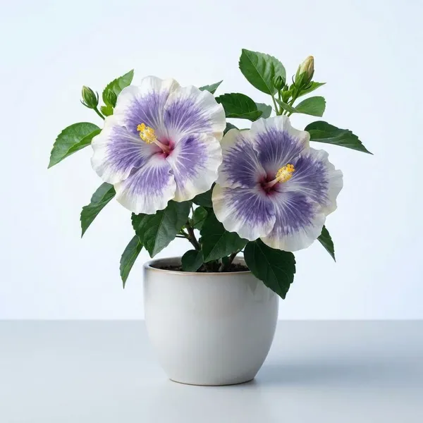 Dream_Hut_Blue_White_Porcelain_Hibiscus_Plant_-_Ornamental_Flowering_Plant