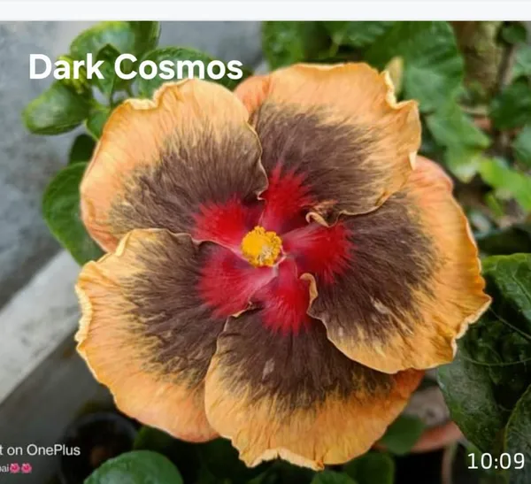 Dark_Cosmos_Hibiscus_Plant_-_Exotic_Flowering_Ornamental_Plant