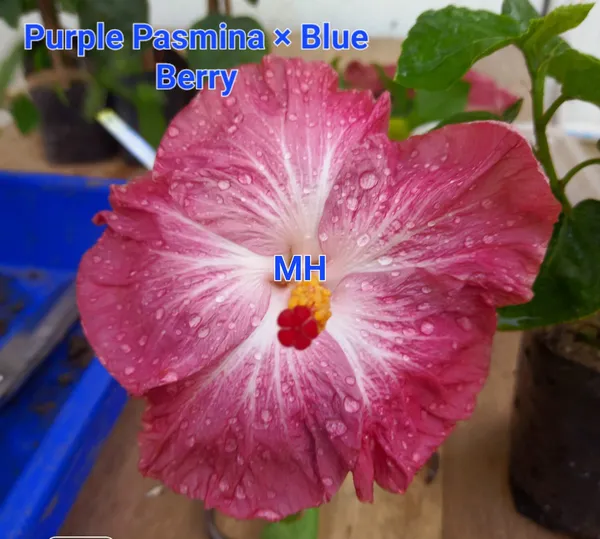 Purple_Pasmina_&_Blue_Berry_Hibiscus_Plant_-_Variegated_Pink_&_White_Flowering_Variety