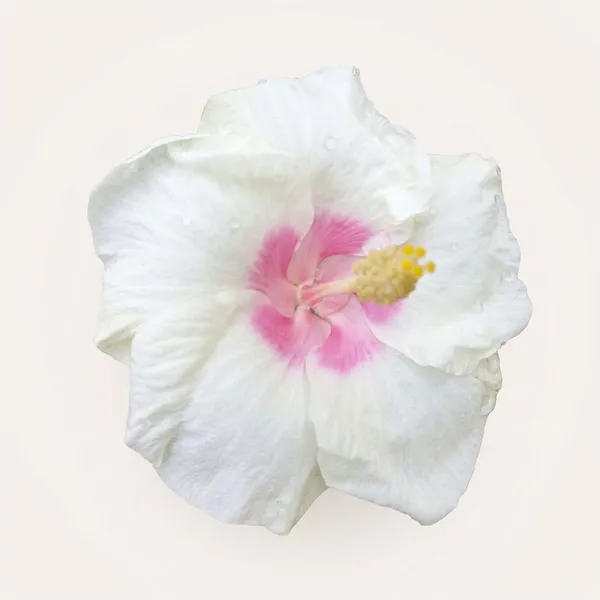 White_Satin_Hibiscus_Live_Plant_-_China_Rose_Flowering_Plant