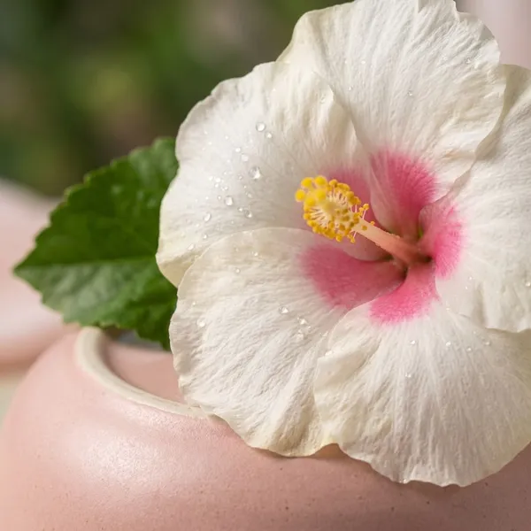 White_Satin_Hibiscus_Live_Plant_-_China_Rose_Flowering_Plant