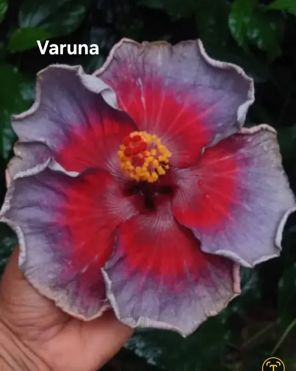 Varuna_Hibiscus_Flower_Plant_-_Purple_and_Red_Bi-Color_Tropical_hibiscus_Blooming_Plant