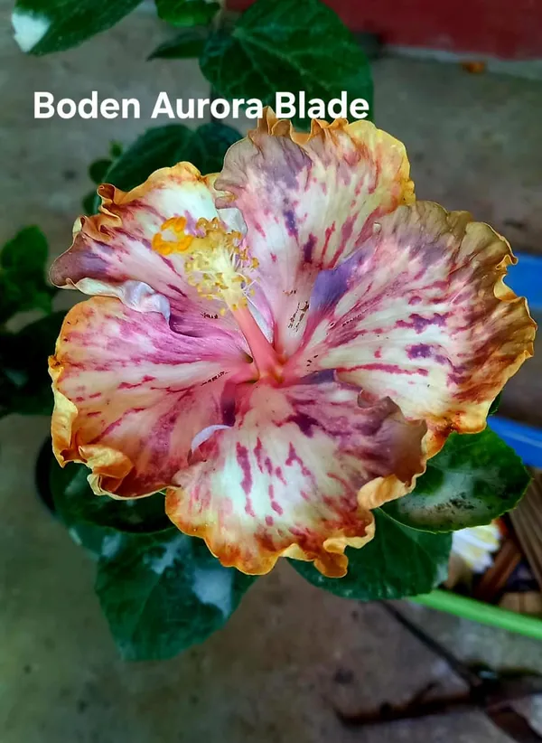 Boden_Aurora_Blade_Hibiscus_Plant_-_Multi-Color_Ruffled_Tropical_Flower