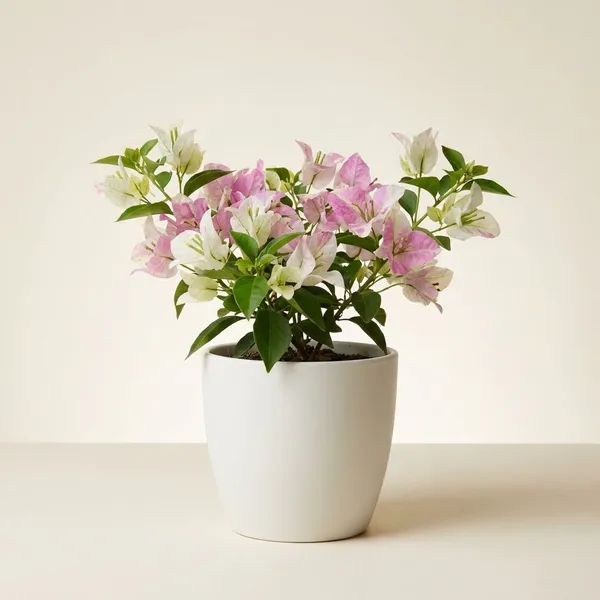 Romeo__&_Julie_Bougainvillea__Plant_-_White_&_Pink_Blooms