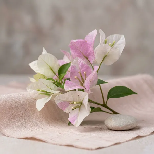 Romeo__&_Julie_Bougainvillea__Plant_-_White_&_Pink_Blooms