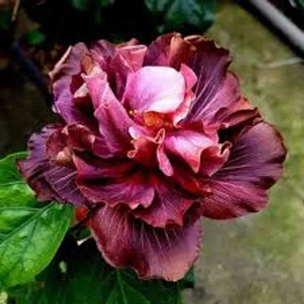Wind_Rose_Angel_Magic_Star_Tropical_Hibiscus_plants__-_Premium_Ornamental_Flowering_Plant