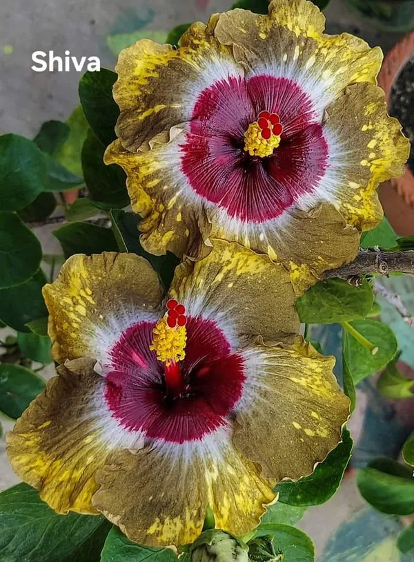Shiva_Hibiscus__Tropical_Hibiscus_-_Tri-Color_Golden_Yellow,_White_&_Maroon_Variety