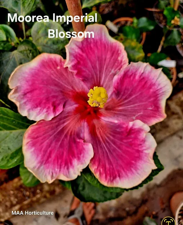 Moorea_Imperial_Blossom_Hibiscus_Plant