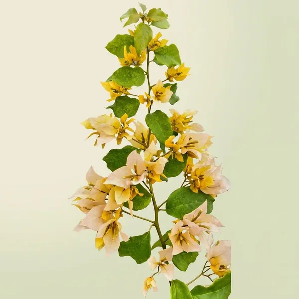 Foxtail_Yellow_Live_Bougainvellia_Plants__-_Decorative_Floral_Arrangement