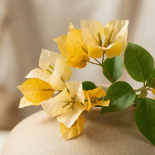 Foxtail_Yellow_Live_Bougainvellia_Plants__-_Decorative_Floral_Arrangement