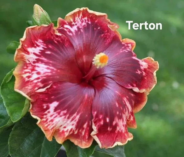 Terton_Hibiscus_Plant_-_Burgundy_&_White_Variegated_Tropical_Flowering_Plant
