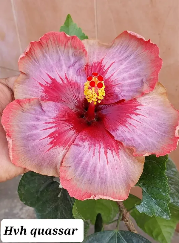 HVH_Quassar_Hibiscus_Plant_-_Pink_&_Lavender_Bi-Color_Tropical_Flowering_Plant