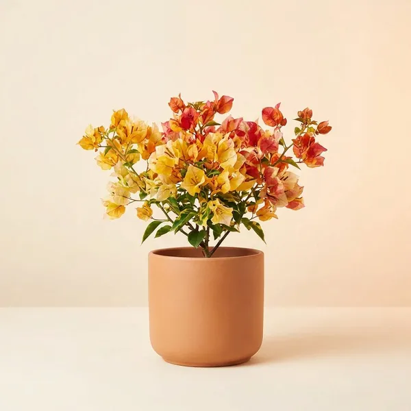 Adarna_Bougainvillea_Plant_-_Vibrant_Orange_and_Red_Flowering_Variety