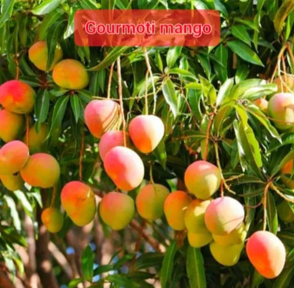 GOURMOTI_MANGO_PLANTS