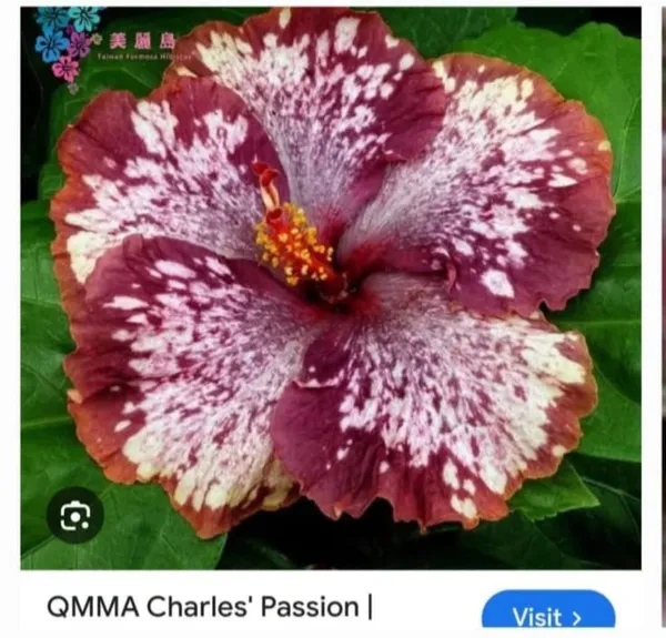 QMMA_Charles'_Passion_Hibiscus_Plant_-_Exotic_Speckled_Burgundy_&_White_Variety