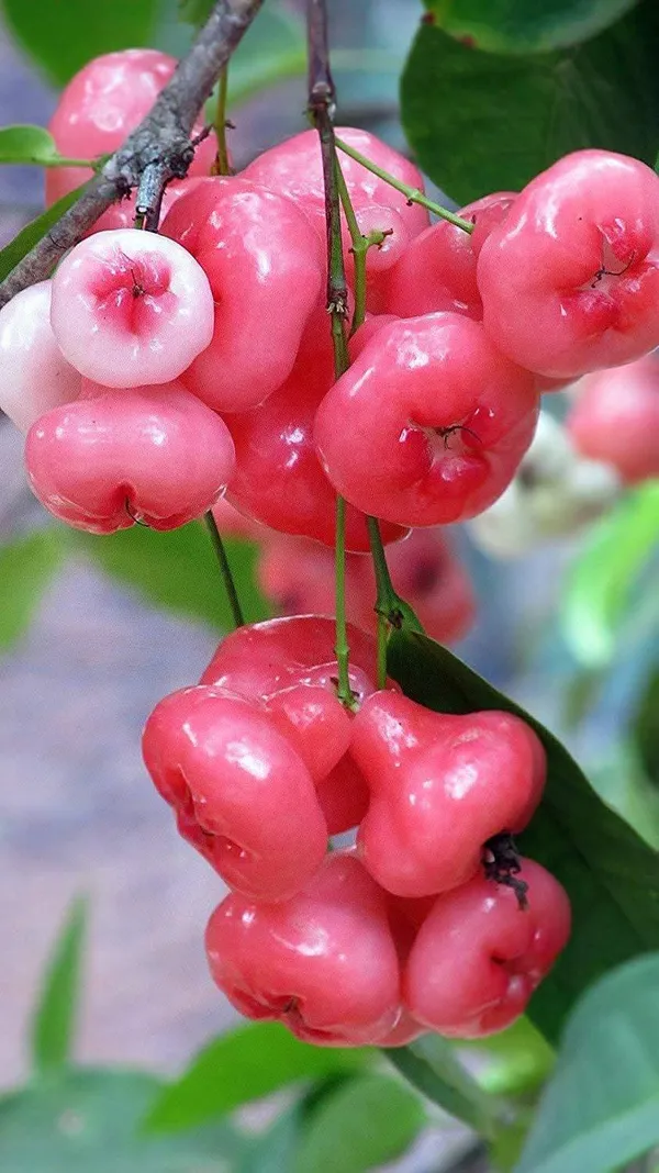GRAFTED_PINK_&_WHITE_WATER_APPLE_PLANTS
