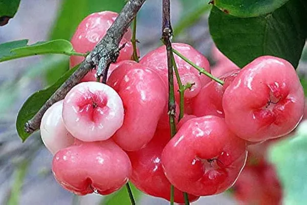 GRAFTED_PINK_&_WHITE_WATER_APPLE_PLANTS