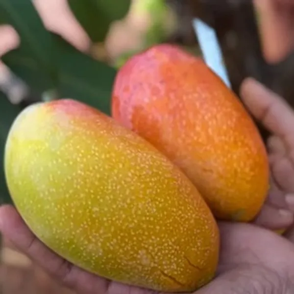 GRAFTED_PUSA_SURIYA_MANGO_PLANTS