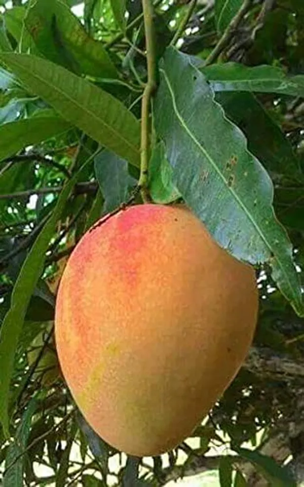 GRAFTED_PUSA_SURIYA_MANGO_PLANTS