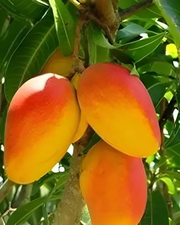 GRAFTED_PUSA_SURIYA_MANGO_PLANTS