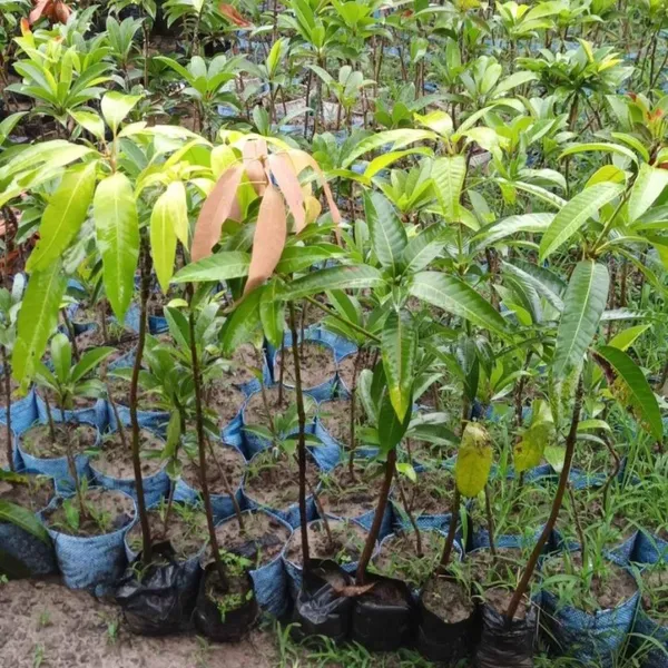 GULAB_KHASH_MANGO_PLANTS