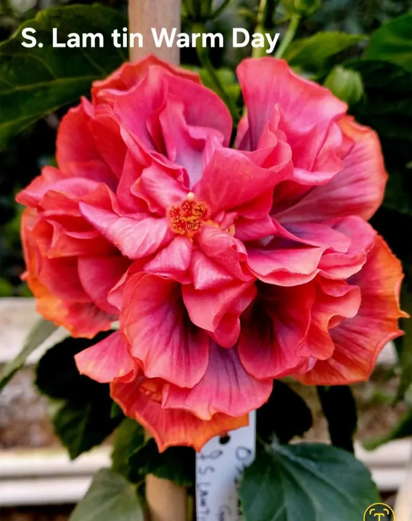 S._Lam_tin_Warm_Day_Hibiscus__Plant_-_Beautiful_Pink_&_Coral_Blooms