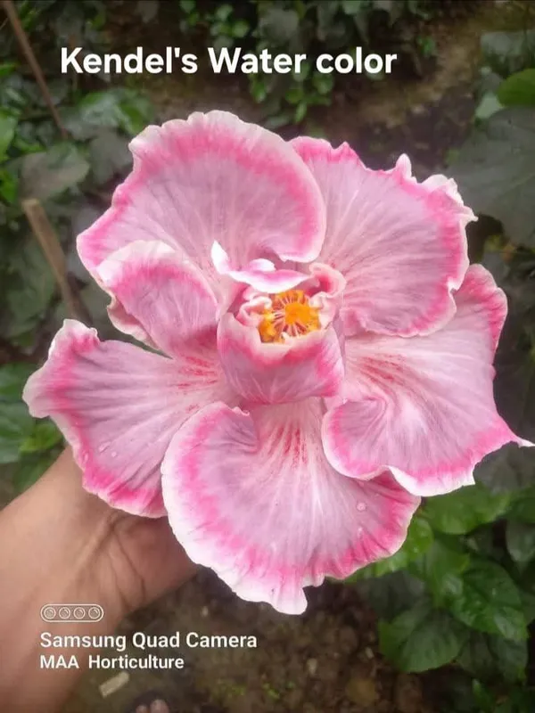 Kendel's_Water_Color_tropical_Hibiscus_plants