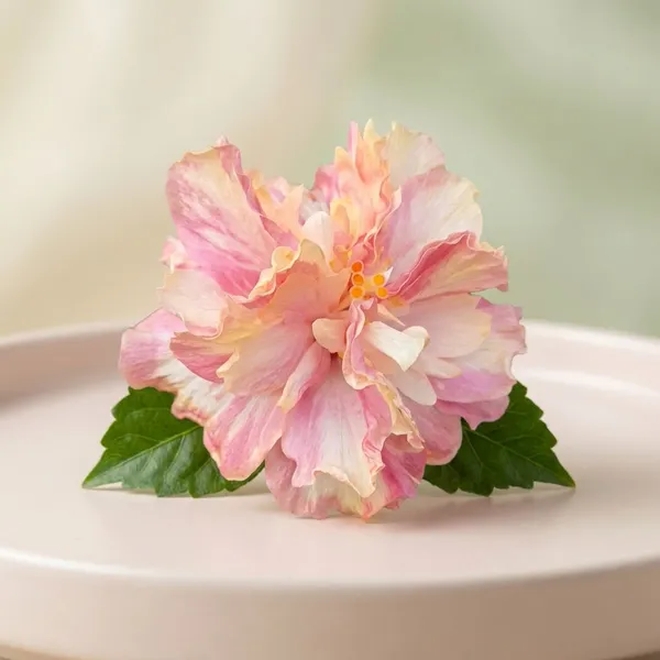 Purnima's_Smile_African_Violet_Hibiscus_Flowering_Plant_with_Pink-Peach_Blooms