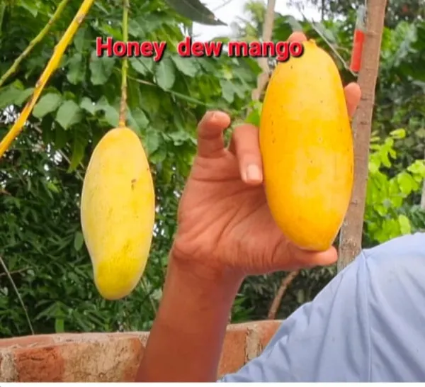 HONEY_DEW_MANGO_PLANTS