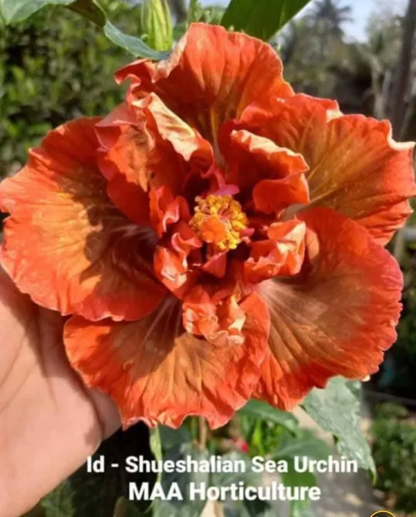 Shueshalian_Sea_Urchin_Hibiscus_Plant_-_Orange_Ruffled_Double_Bloom_Variety
