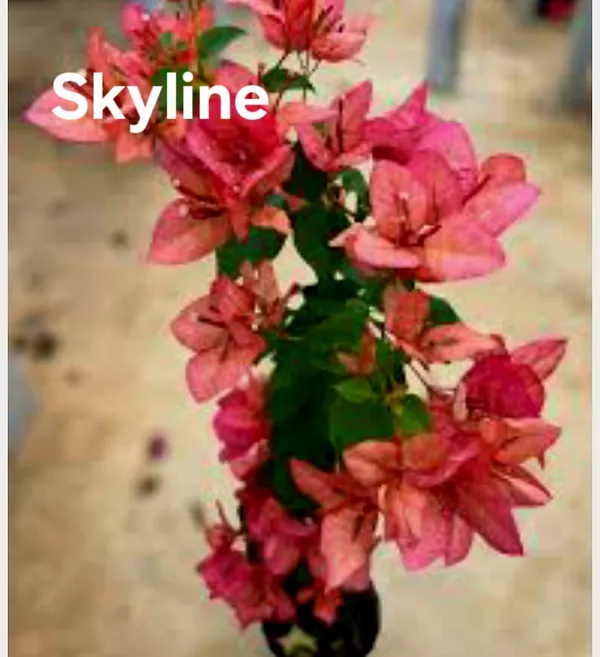 Skyline_Bougainvillea_Live_Plant_with_Pink_Blooms_-_Indoor/Outdoor_Decorative_Flowering_Plant