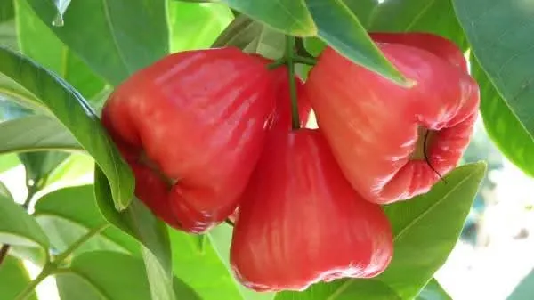 HYBRID_BALI_CHAMPA_RED_WATER_APPLE_PLANTS