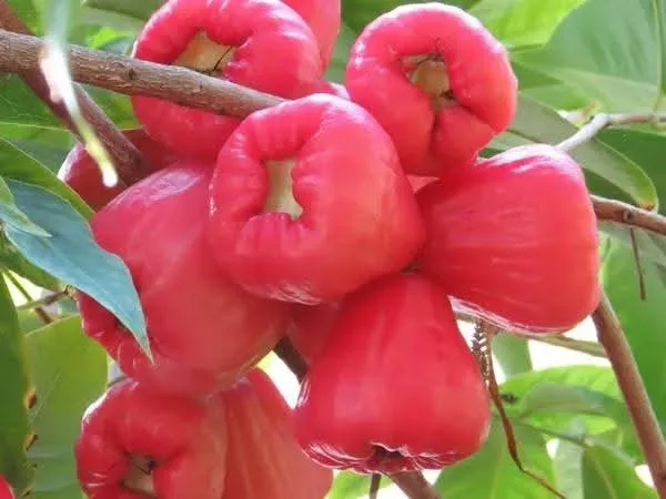 HYBRID_BALI_CHAMPA_RED_WATER_APPLE_PLANTS