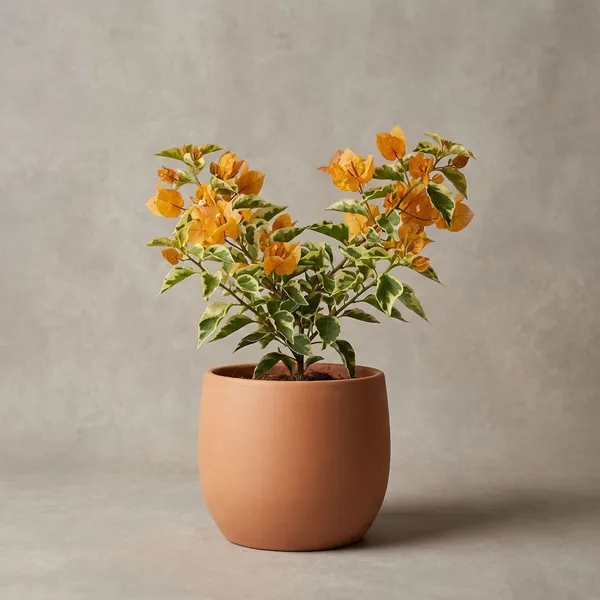 Chilli_Yellow_Varigated_Bougainvallia_plants