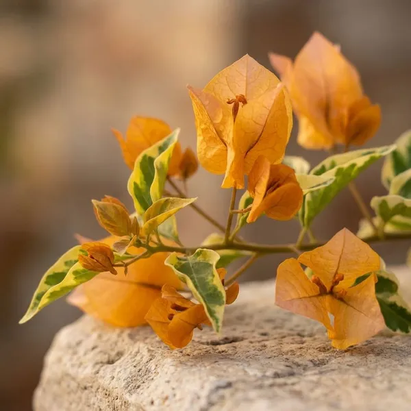 Chilli_Yellow_Varigated_Bougainvallia_plants