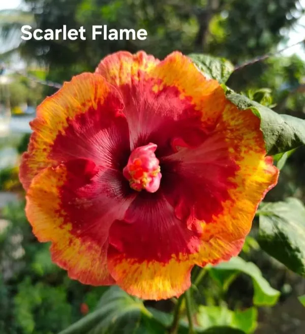 Scarlet_Flame_Hibiscus_Plant_-_Vibrant_Orange_Red_Flowering_Variety