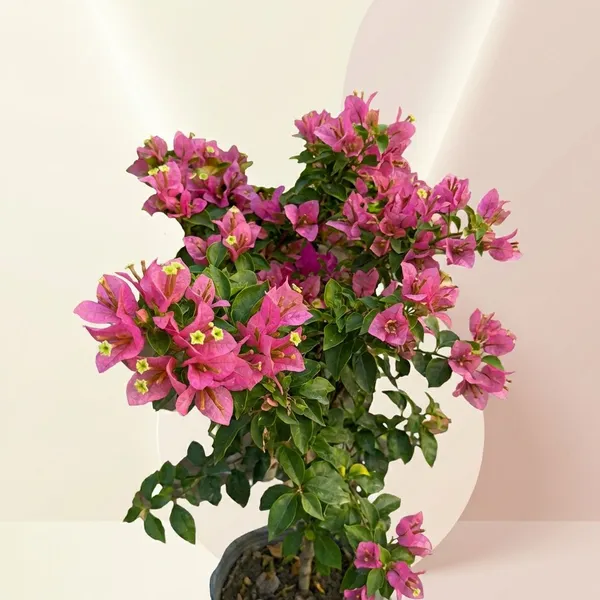 Kopi_Batik_Ornamental_Flowering_Plant_-_Pink_Bougainvillea_Live_Plant