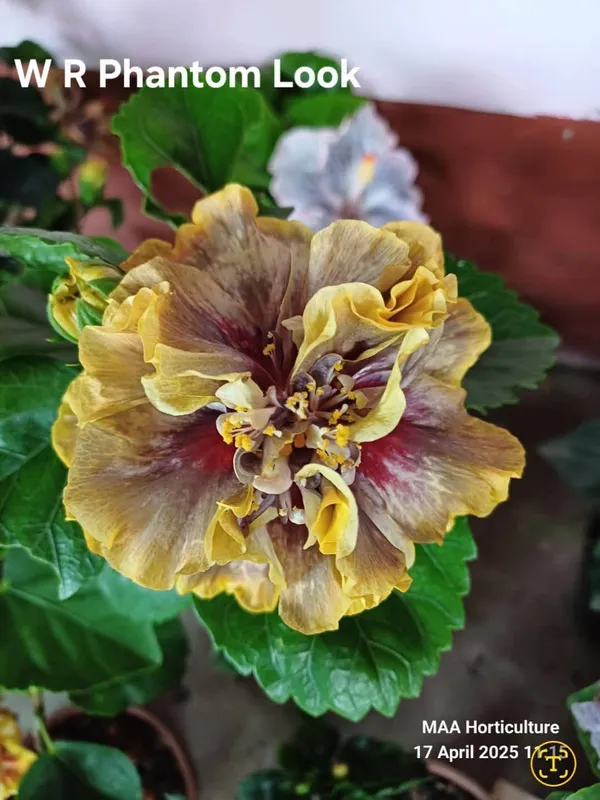WR_Phantom_Look_Hibiscus_Plant_-_Yellow_and_Purple_Variegated_Double_Bloom_Flowering_Plant