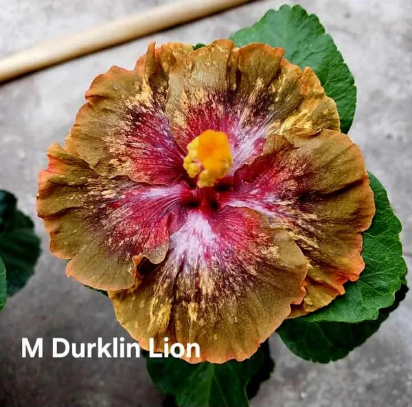 M_Durklin_Lion_Hibiscus_Plant_-_Golden_Brown_with_Pink_Streaked_Petals