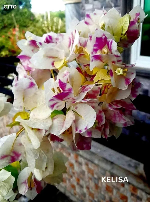 KELISA_Bougainvillea_Flowering_Plant_-_White_&_Magenta_Variegated_Blooms