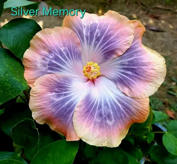 Silver_Memory_Hibiscus_Flower_Plant_-_Live__Flowering_Plant