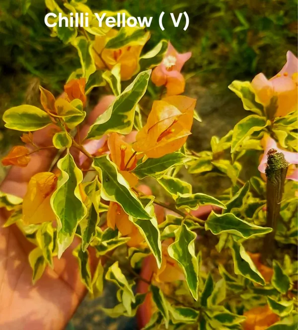 Chilli_Yellow_Varigated_Bougainvallia_plants