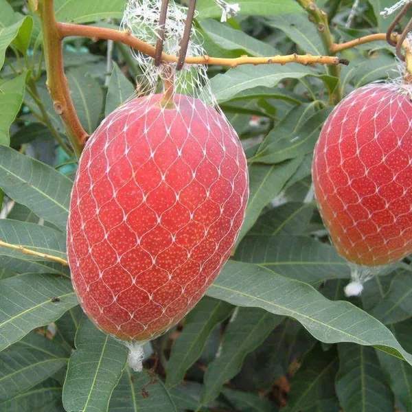 JAPANESE_MIAZAKI_MANGO_PLANTS