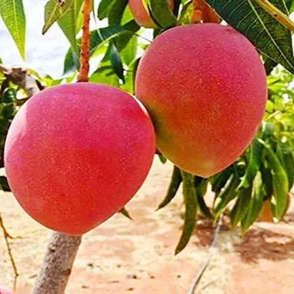 JAPANESE_MIAZAKI_MANGO_PLANTS