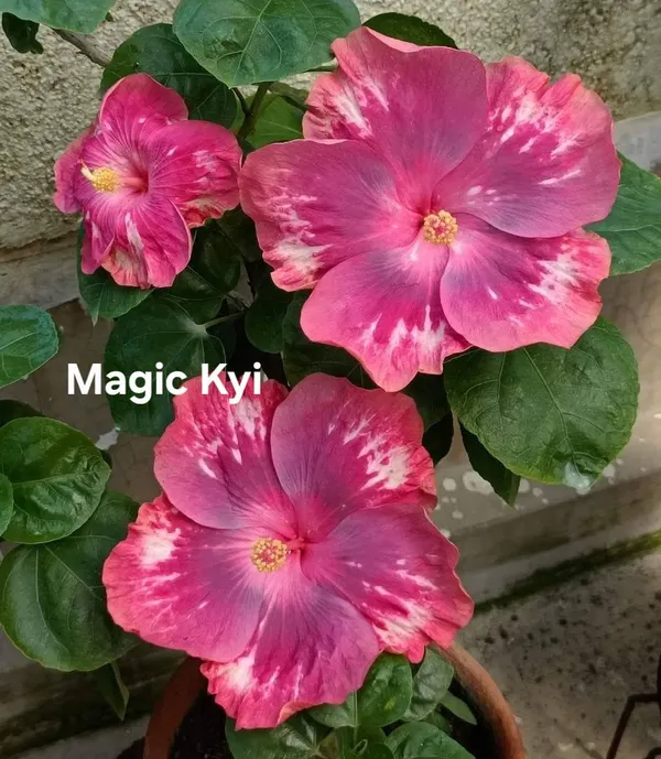 Magic_Kyi_Hibiscus_Plant_-_Pink_and_White_Striped_Flowering_Plant