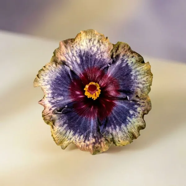 DH_Little_Joi_Hibiscus_Plant_-_Multi-Color_Exotic_Tropical_Flowering_Plant