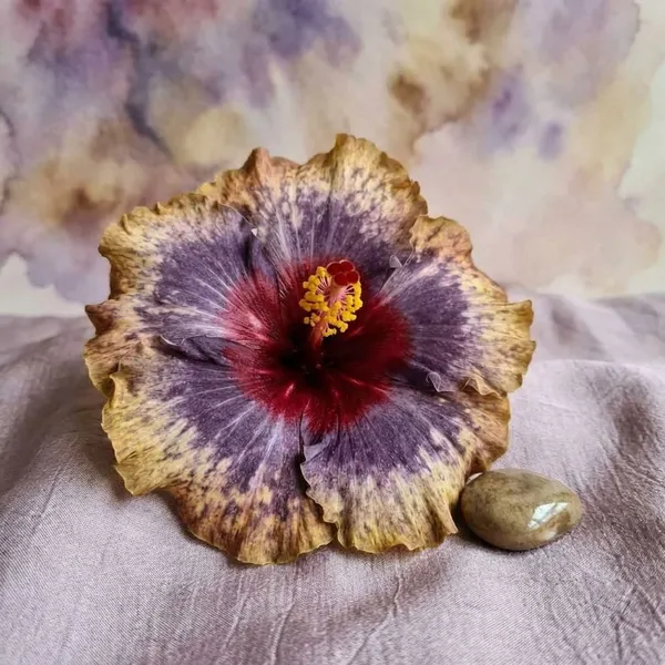 DH_Little_Joi_Hibiscus_Plant_-_Multi-Color_Exotic_Tropical_Flowering_Plant