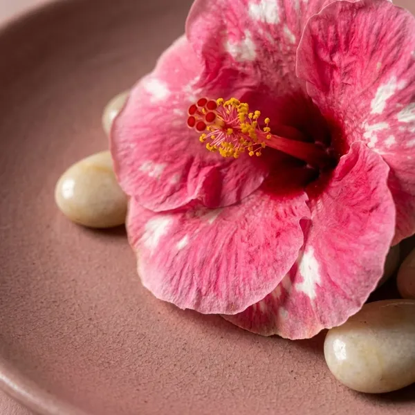 Peppermint_Drop_Hibiscus_Plant_-_Pink_&_White_Variegated_Flowering_Plant