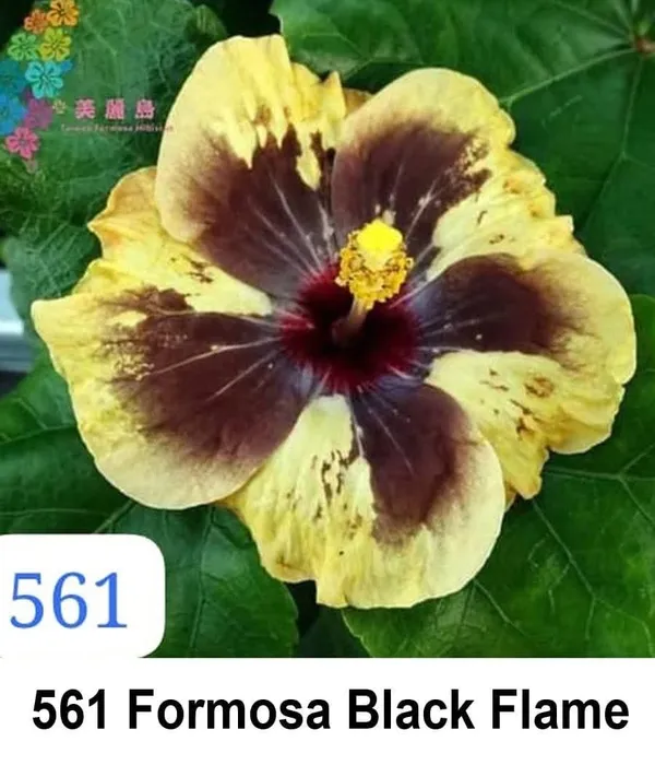 Formosa_Black_Flame__Hibiscus__live_plants_Variety